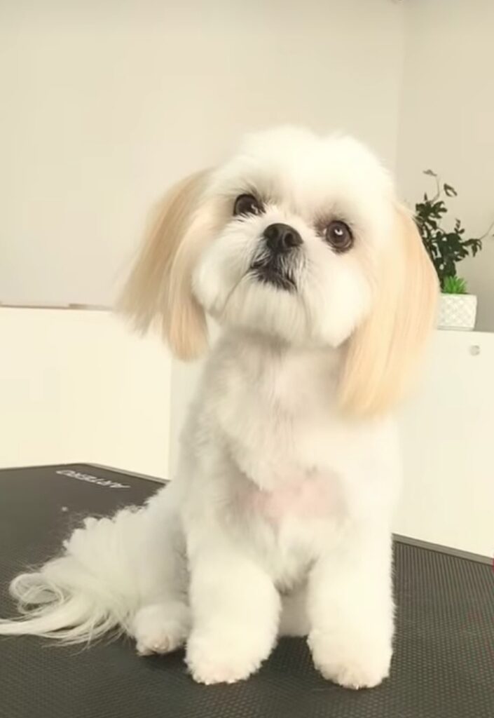 PELUQUERÍA CANINA