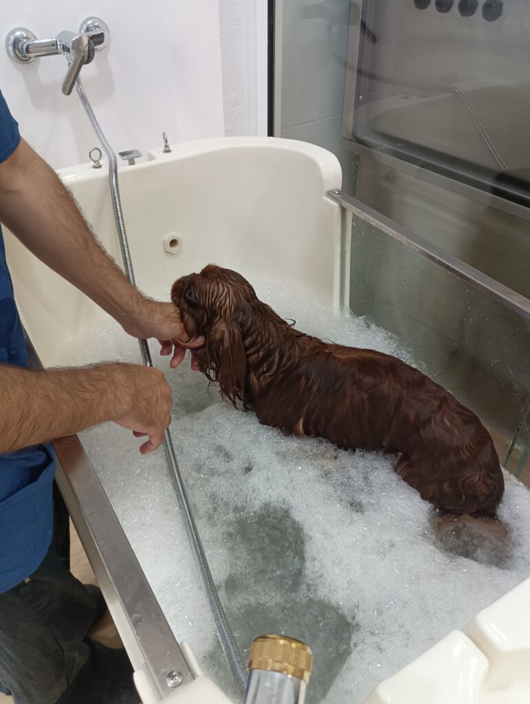 SPA canino