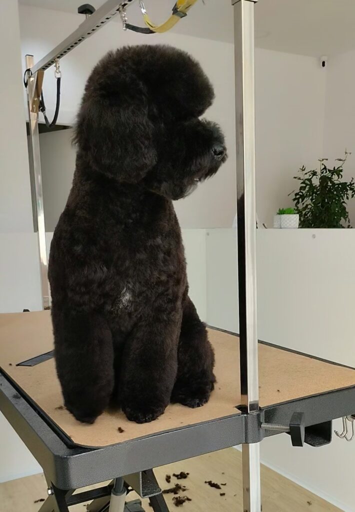 corte Teddy